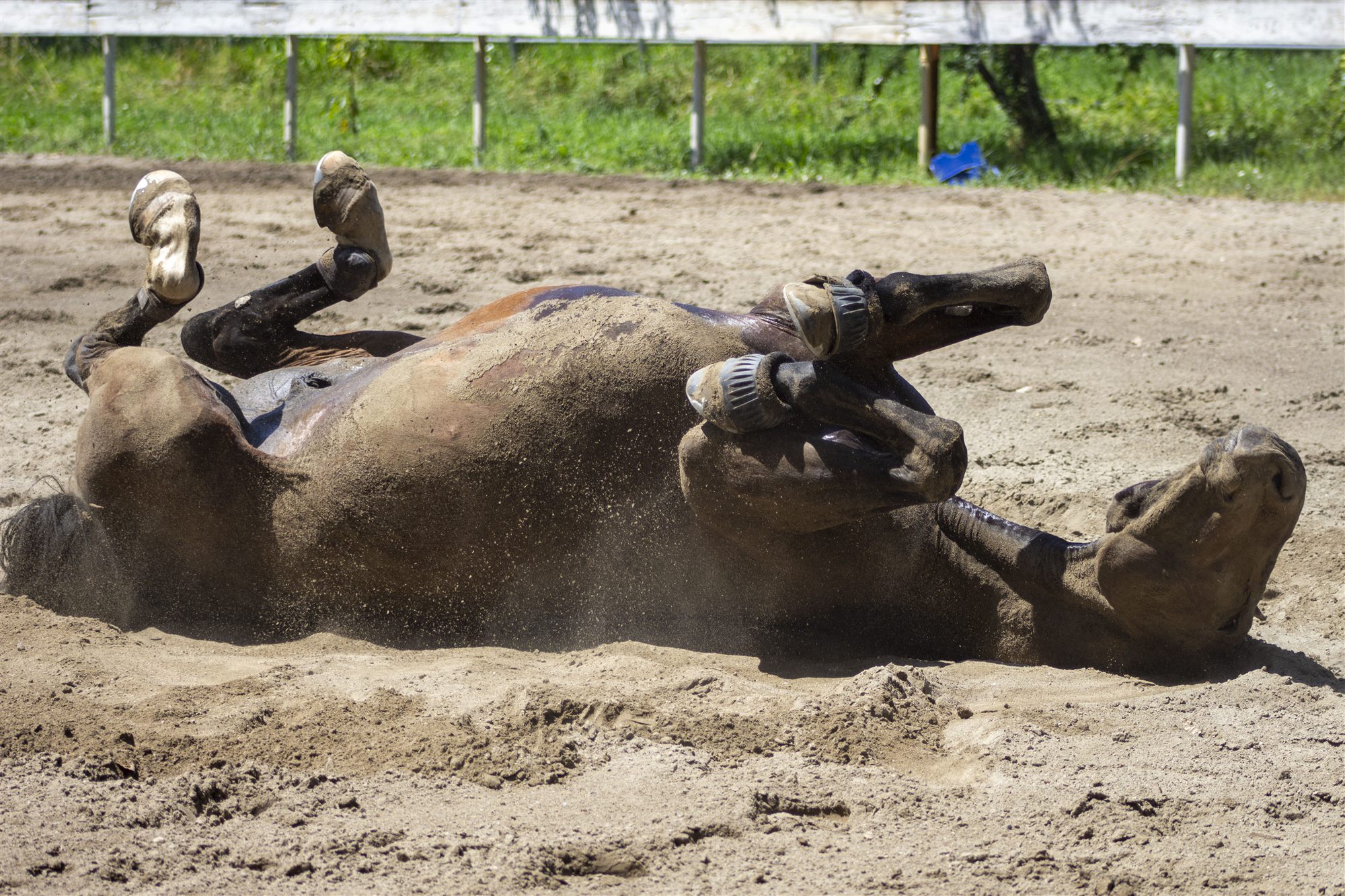 Horse rolling in the sand of the paddock